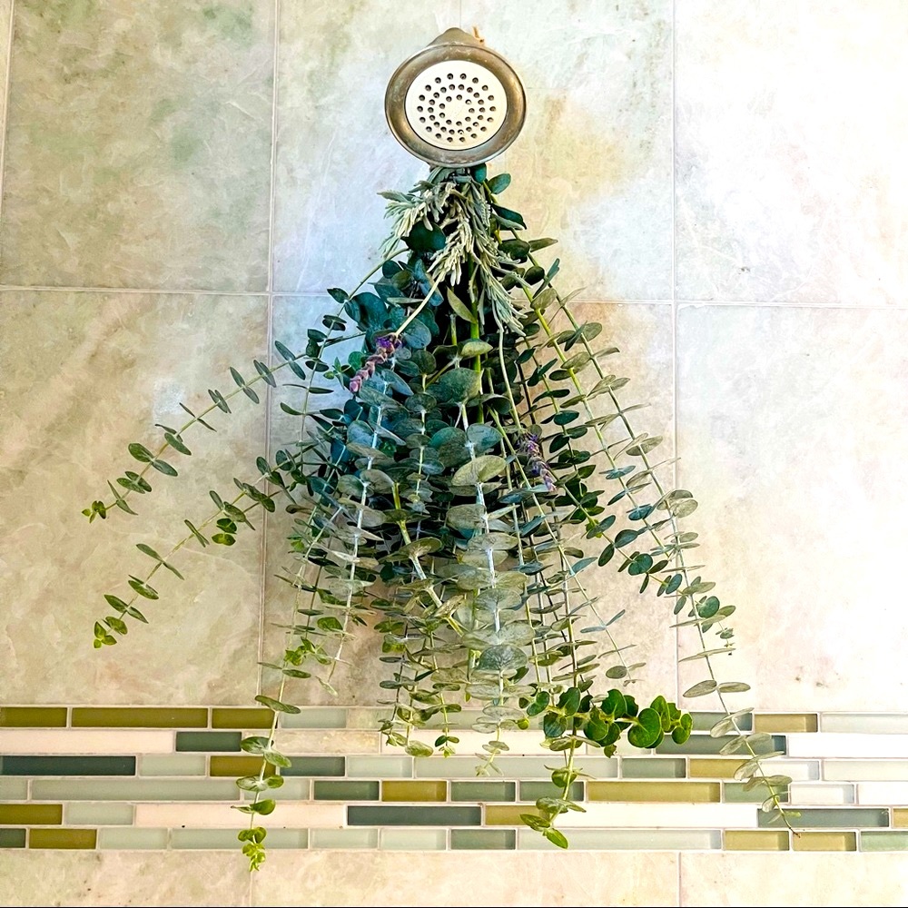 2x Eucalyptus Bundle - Picture 2 of 6